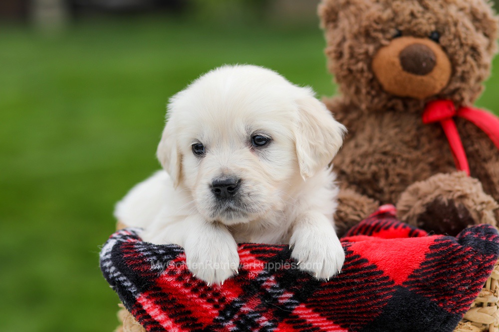 Avery Image of Avery, a Golden Retriever puppy