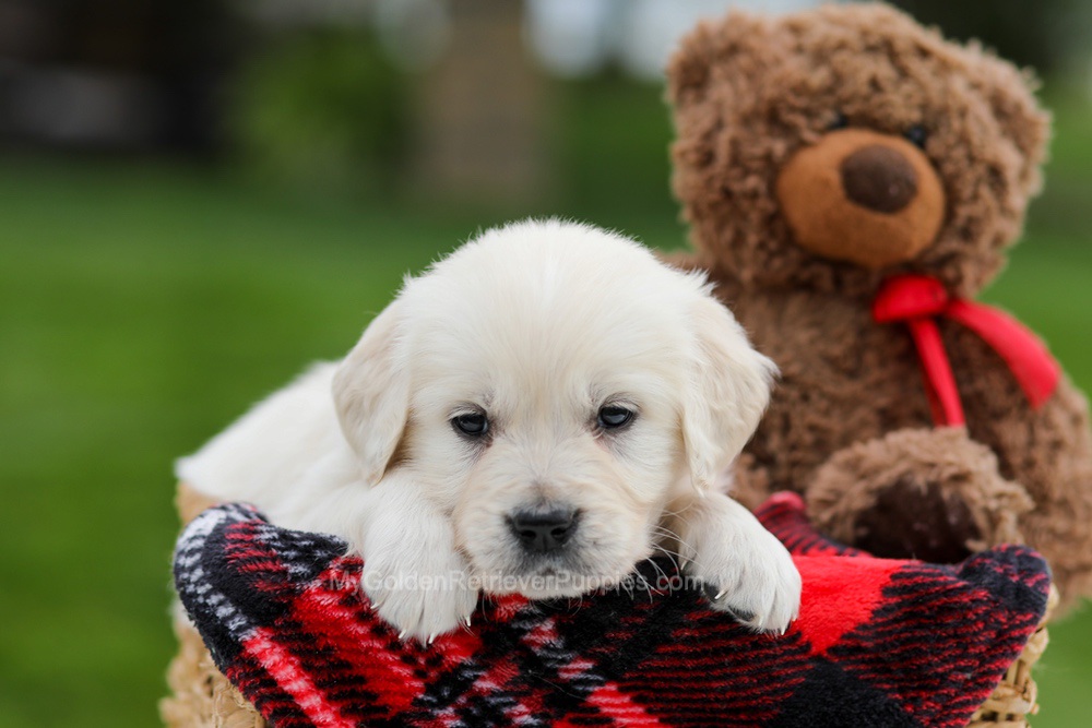 Avery Image of Avery, a Golden Retriever puppy
