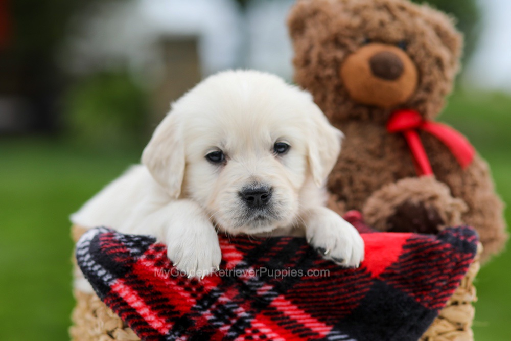 Avery Image of Avery, a Golden Retriever puppy