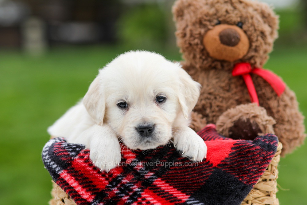 Avery Image of Avery, a Golden Retriever puppy