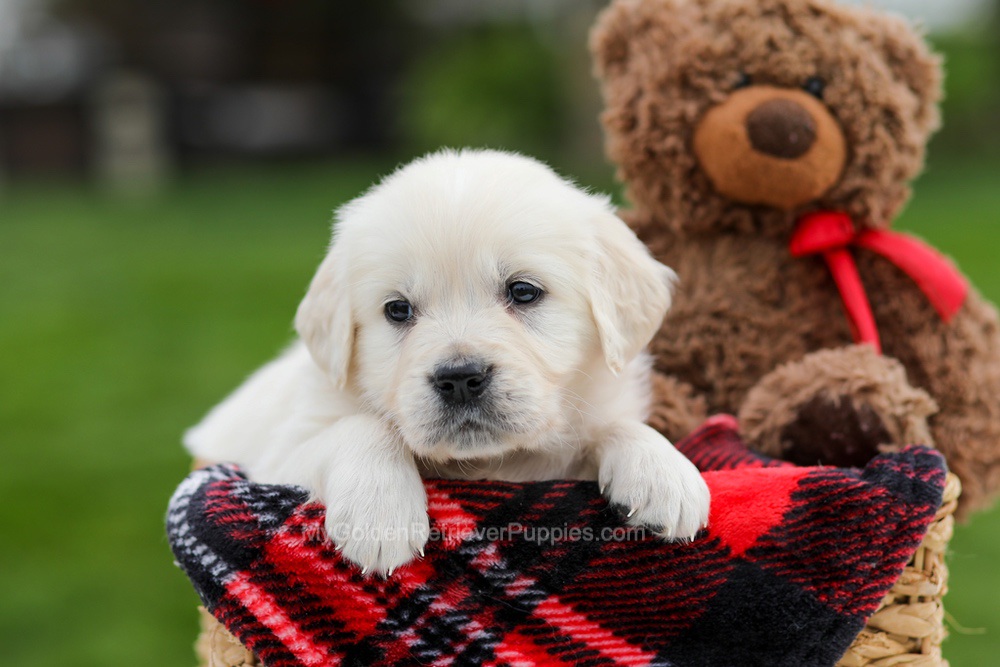 Avery Image of Avery, a Golden Retriever puppy