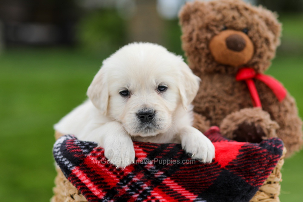 Avery Image of Avery, a Golden Retriever puppy