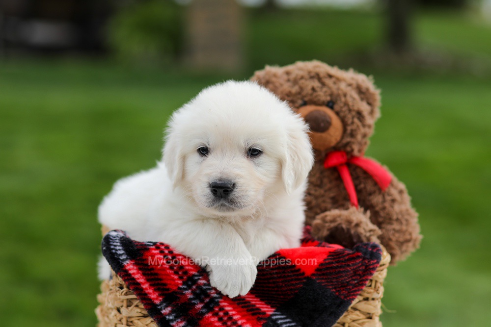 Axel Image of Axel, a Golden Retriever puppy
