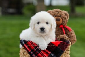Image of Axel, a Golden Retriever puppy