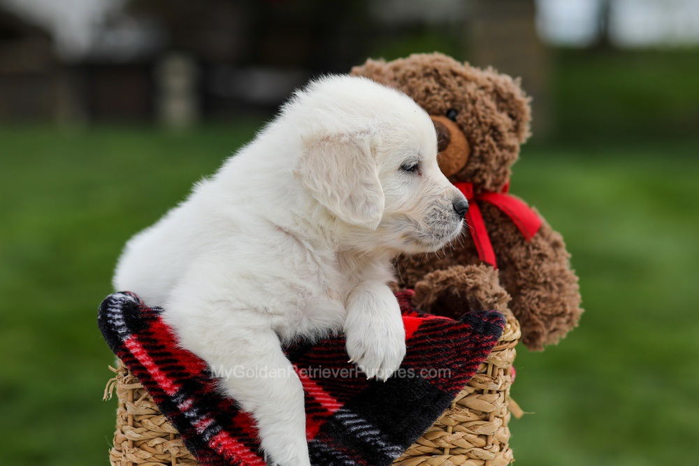 Axel Image of Axel, a Golden Retriever puppy