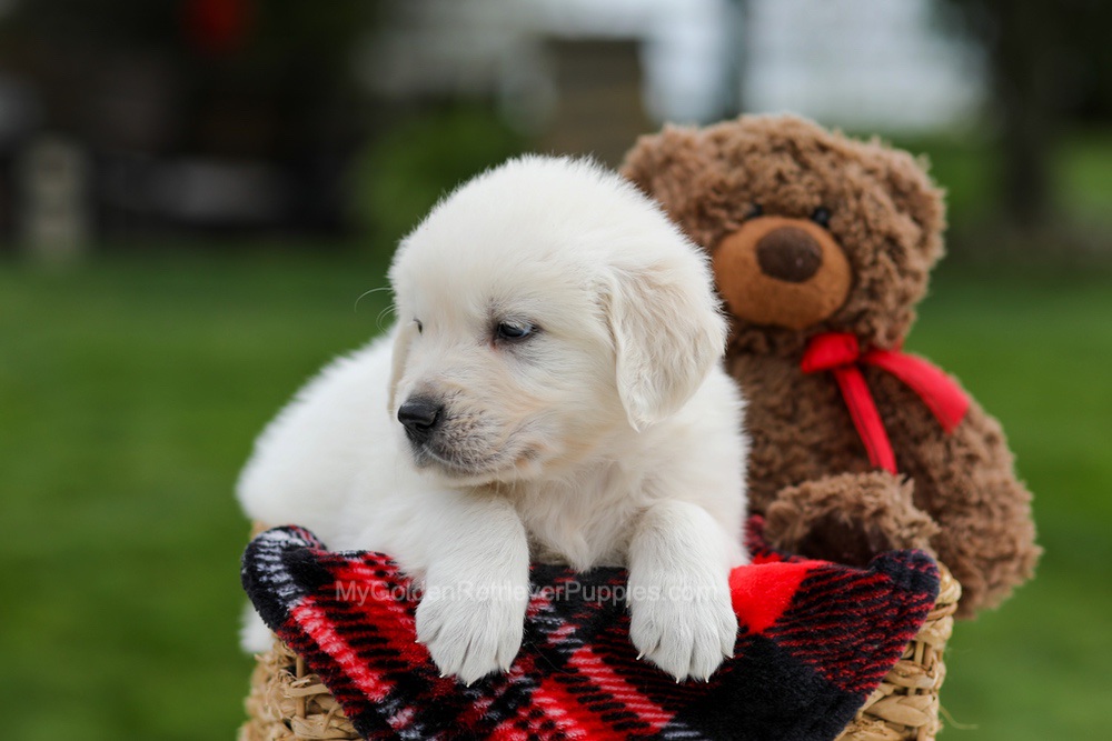 Axel Image of Axel, a Golden Retriever puppy