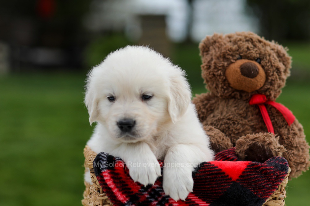 Axel Image of Axel, a Golden Retriever puppy