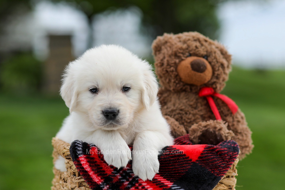 Axel Image of Axel, a Golden Retriever puppy