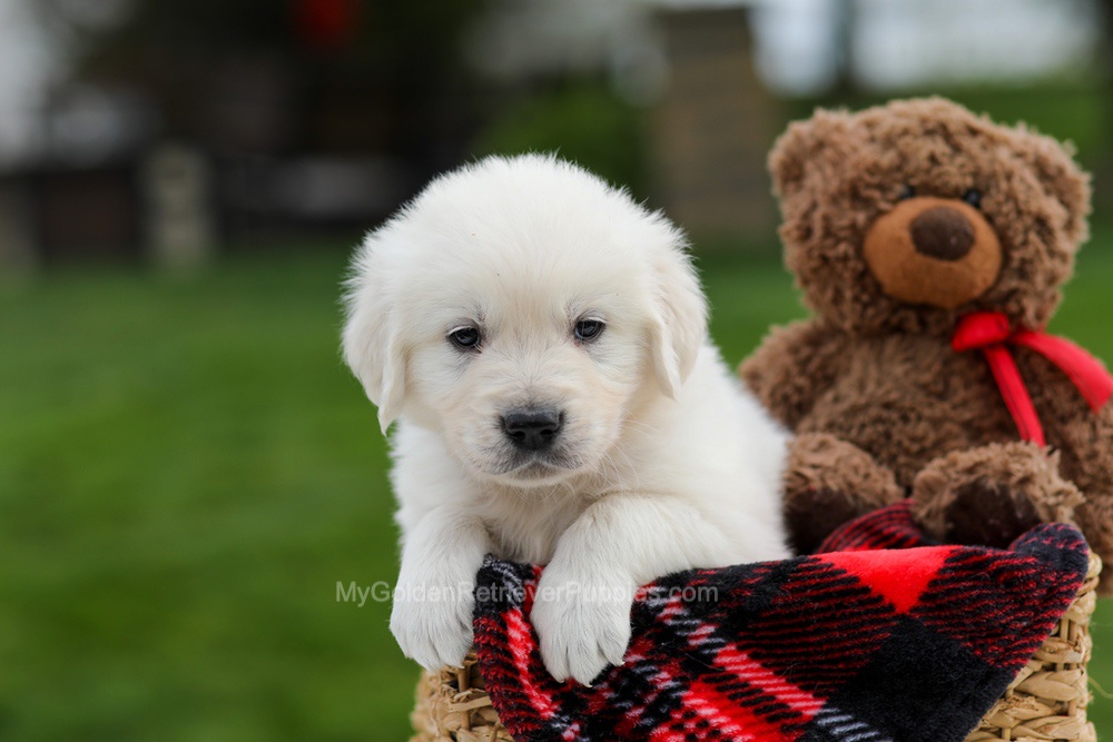 Axel Image of Axel, a Golden Retriever puppy