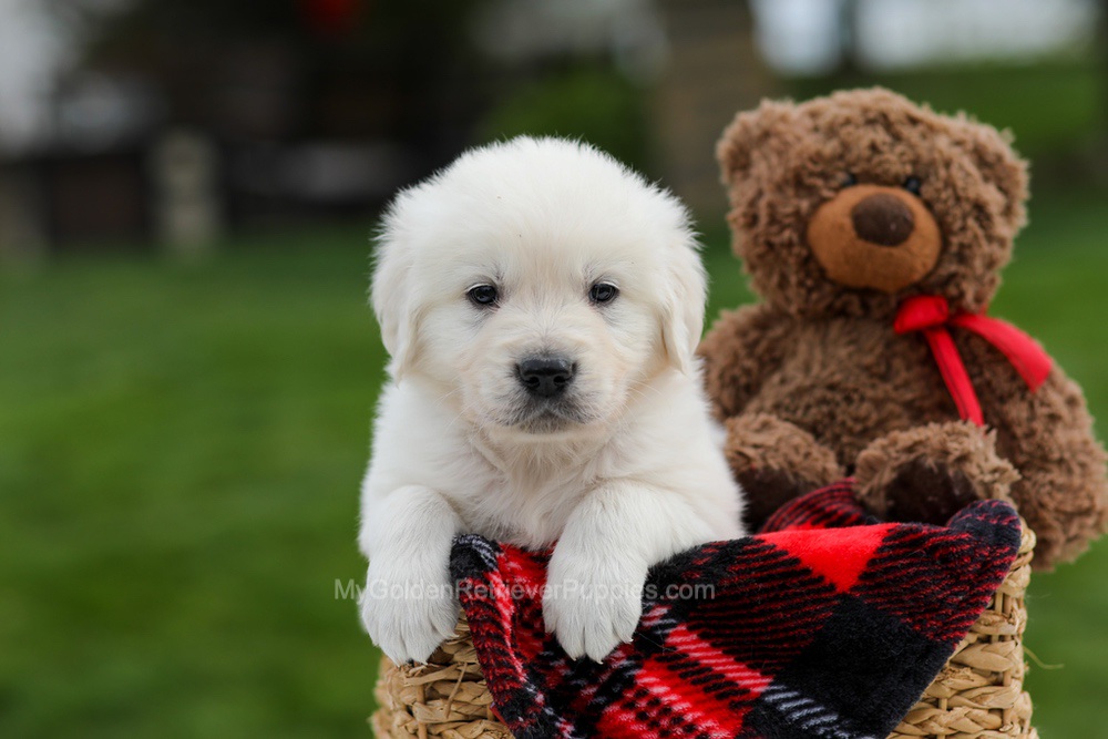 Axel Image of Axel, a Golden Retriever puppy