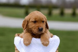 Image of Bart, a Golden Retriever puppy