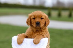 Image of Bingo, a Golden Retriever puppy
