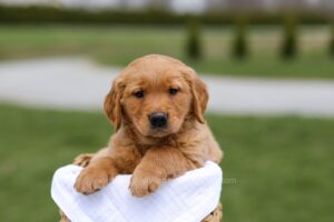 Image of Blaze, a Golden Retriever puppy