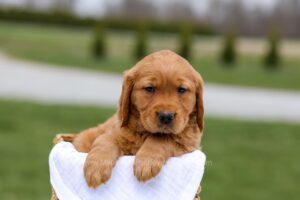 Image of Boone, a Golden Retriever puppy