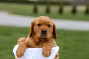 Image of Bruno, a Golden Retriever puppy