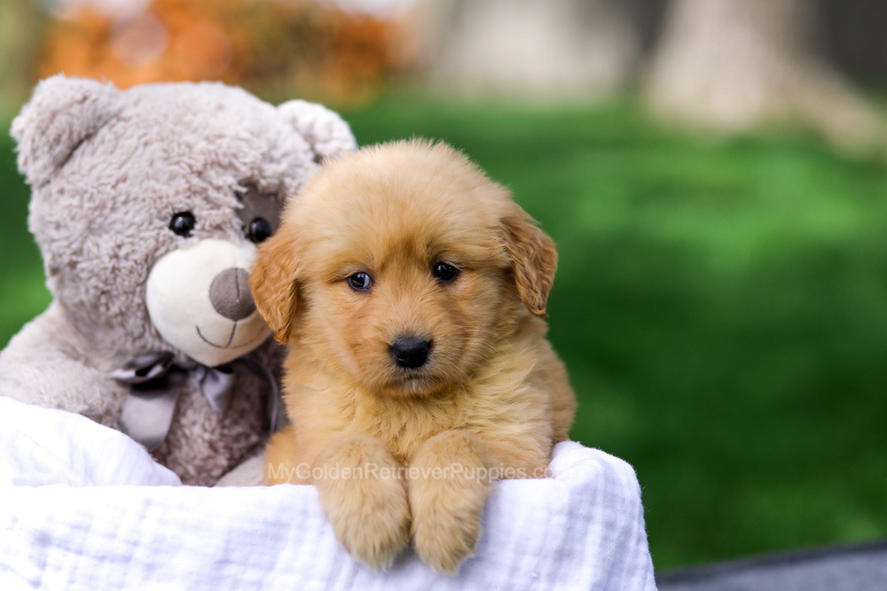Chelsey Image of Chelsey, a Golden Retriever puppy