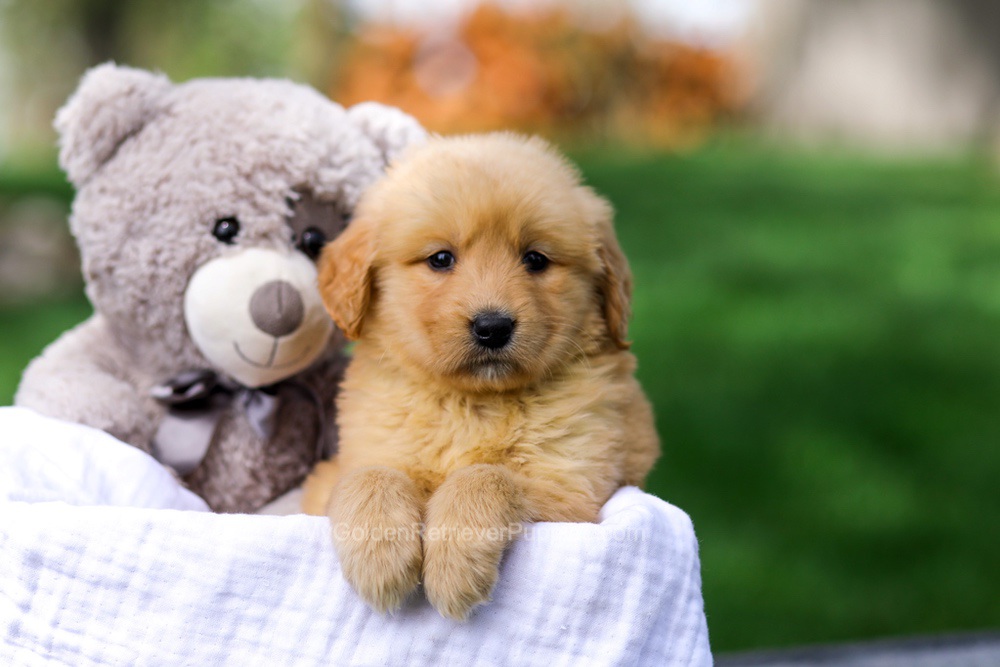 Chelsey Image of Chelsey, a Golden Retriever puppy