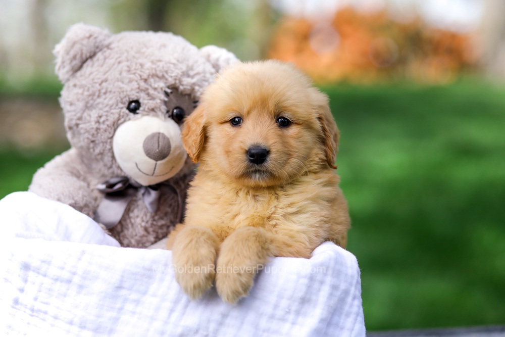 Chelsey Image of Chelsey, a Golden Retriever puppy