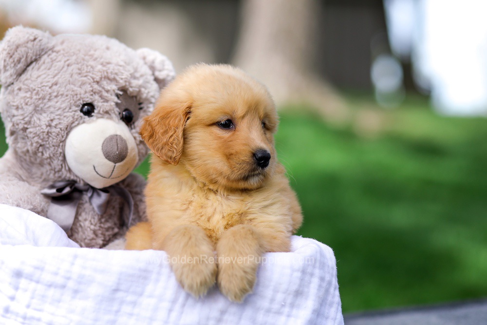 Chelsey Image of Chelsey, a Golden Retriever puppy