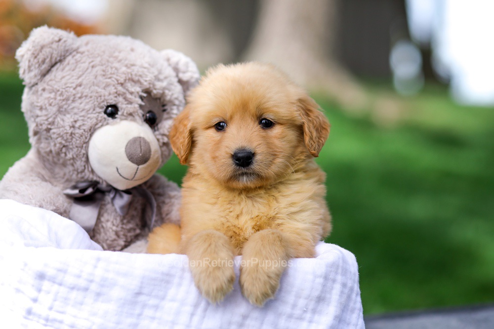Chelsey Image of Chelsey, a Golden Retriever puppy