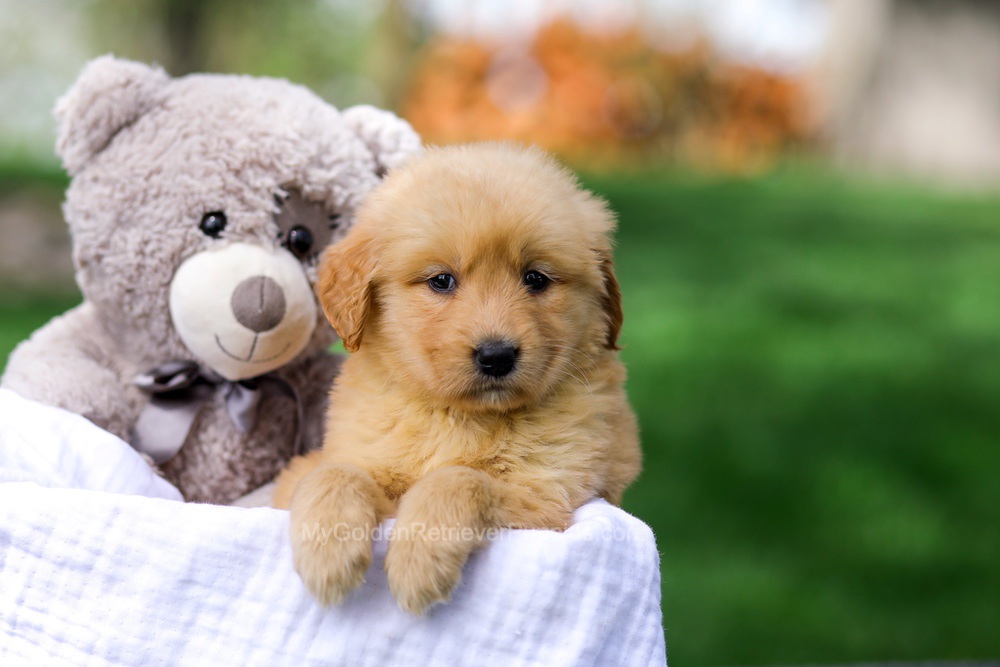 Chelsey Image of Chelsey, a Golden Retriever puppy