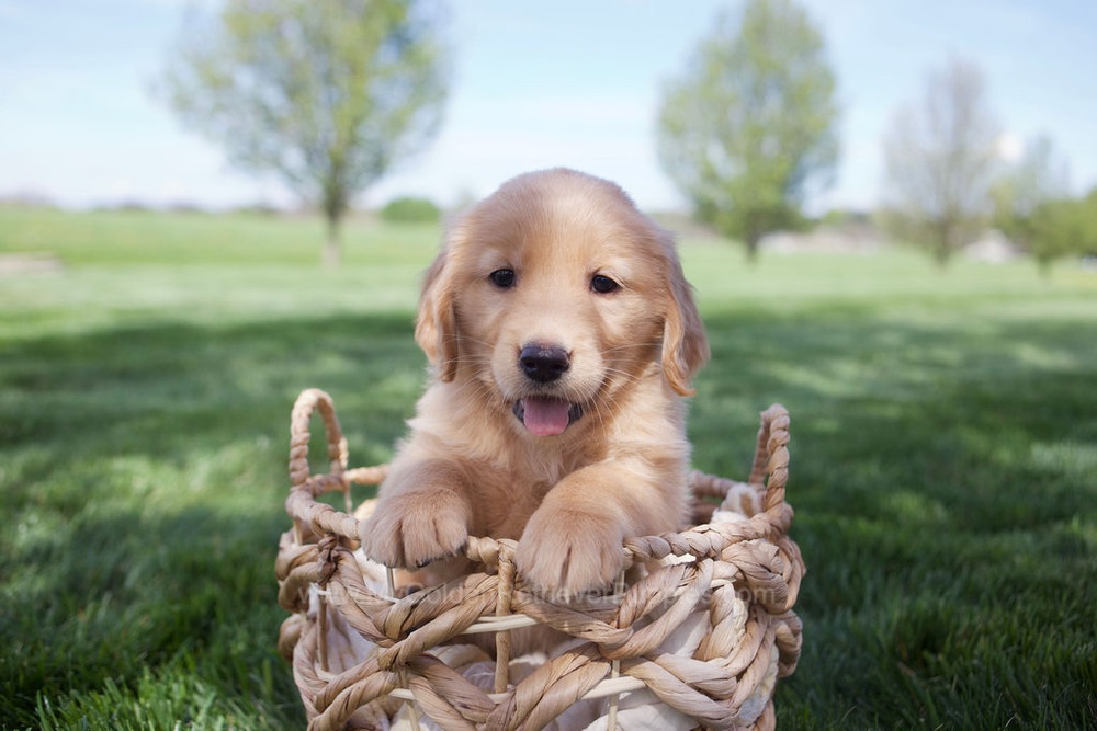 Estelle Image of Estelle, a Golden Retriever puppy