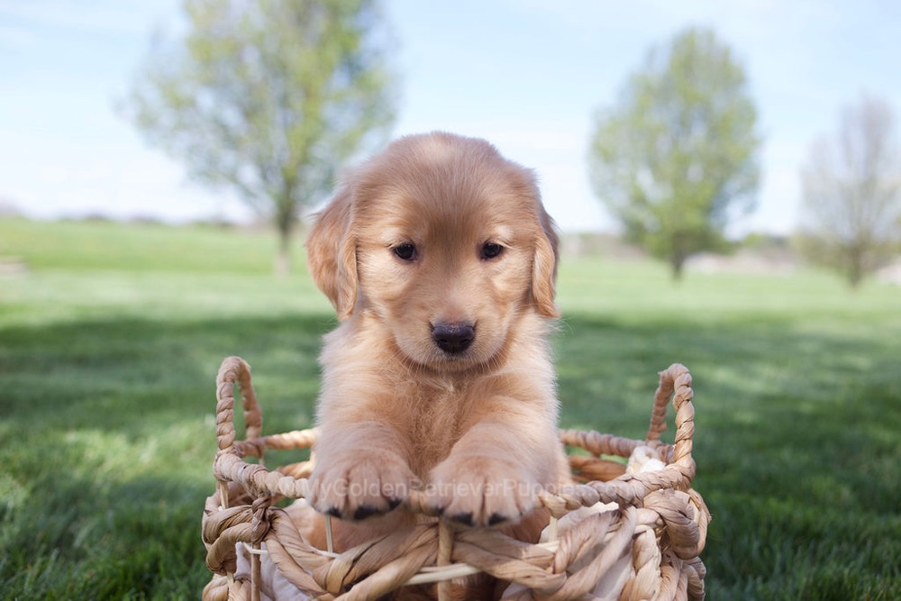 Estelle Image of Estelle, a Golden Retriever puppy
