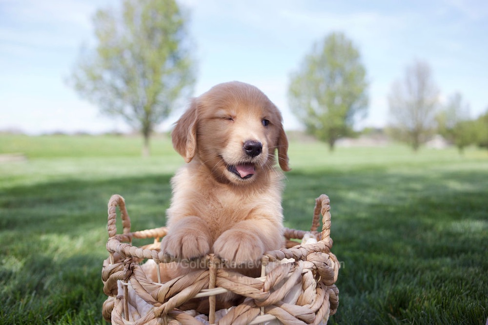 Estelle Image of Estelle, a Golden Retriever puppy