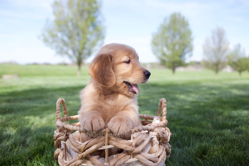 Estelle Image of Estelle, a Golden Retriever puppy