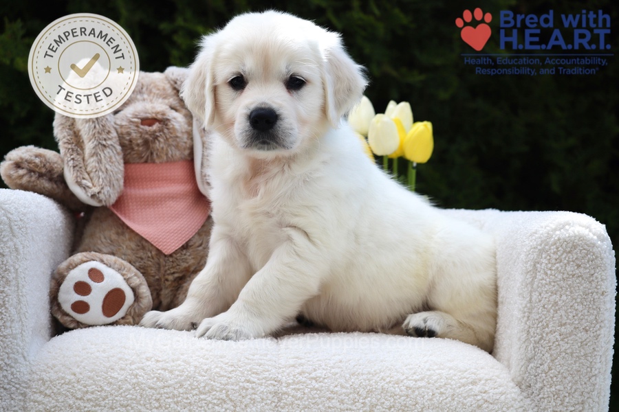 Fawn Image of Fawn, a Golden Retriever puppy