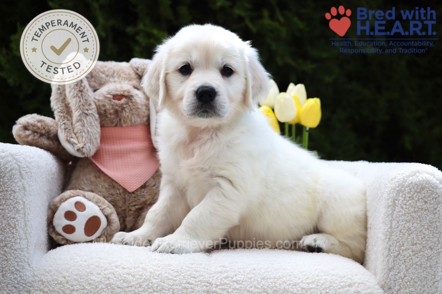 Fawn Image of Fawn, a Golden Retriever puppy