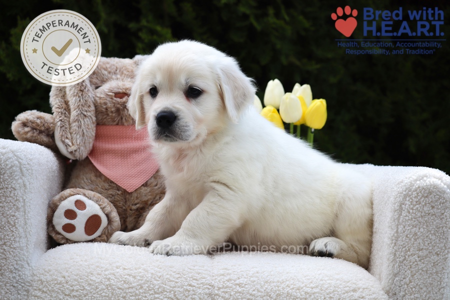 Fawn Image of Fawn, a Golden Retriever puppy