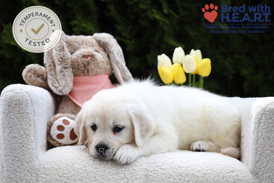 Fawn Image of Fawn, a Golden Retriever puppy