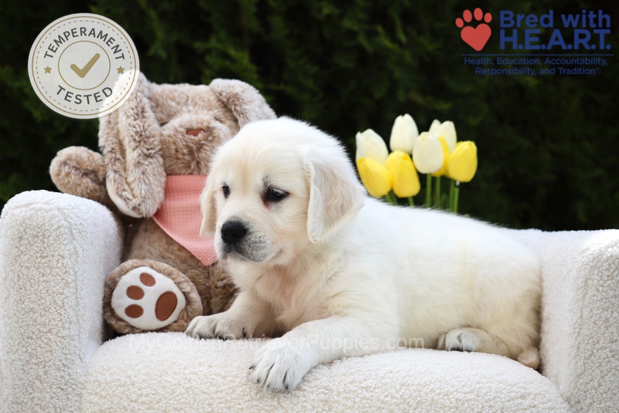 Fawn Image of Fawn, a Golden Retriever puppy
