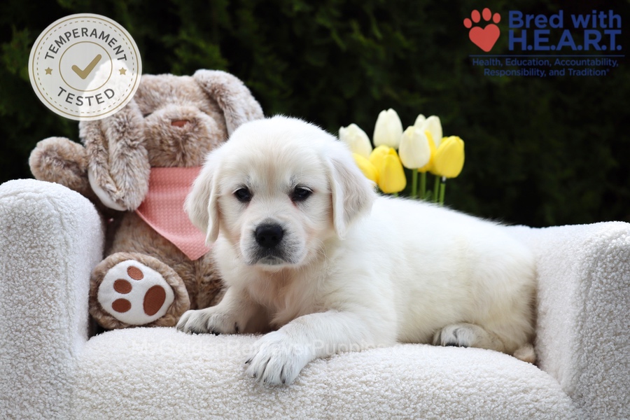 Fawn Image of Fawn, a Golden Retriever puppy