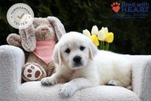 Image of Fawn, a Golden Retriever puppy