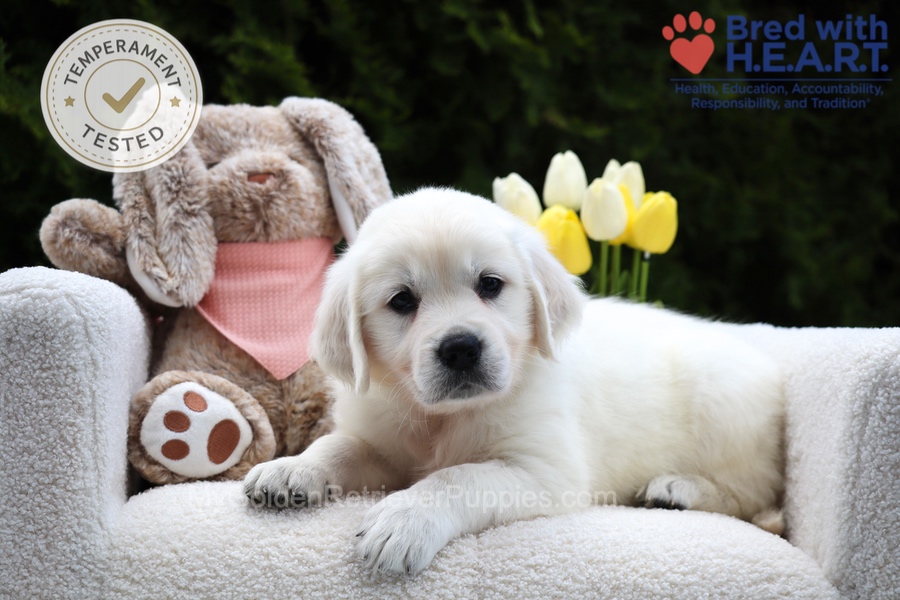 Fawn Image of Fawn, a Golden Retriever puppy