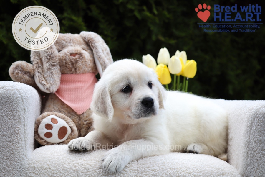 Fawn Image of Fawn, a Golden Retriever puppy