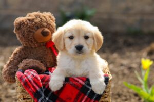 Image of Flynn, a Golden Retriever puppy