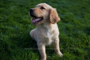 Image of Goldie, a Golden Retriever puppy