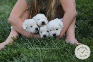 Image of Personality Tested · May 28th, a Golden Retriever puppy