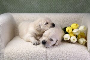 Image of Personality Tested · May 9, a Golden Retriever puppy