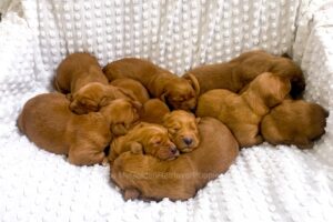 Image of Fox Red Golden 🤎 May 23rd, a Golden Retriever puppy