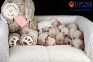 Image of Personality Tested · June 2, a Golden Retriever puppy