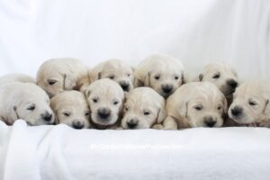 Image of Creams - Ready June 8, a Golden Retriever puppy