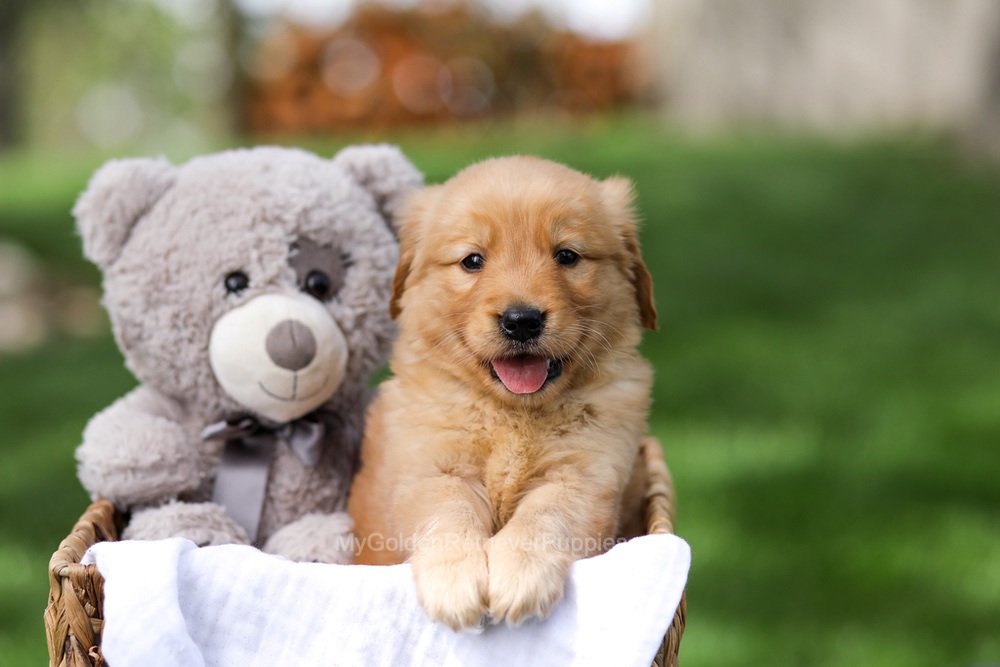 Ian Image of Ian, a Golden Retriever puppy