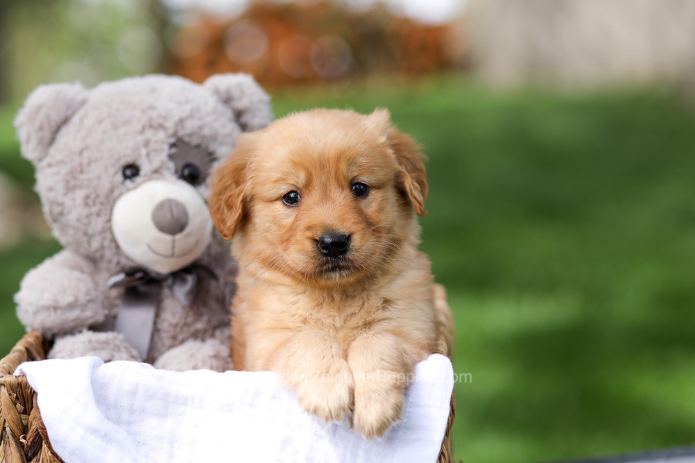 Ian Image of Ian, a Golden Retriever puppy