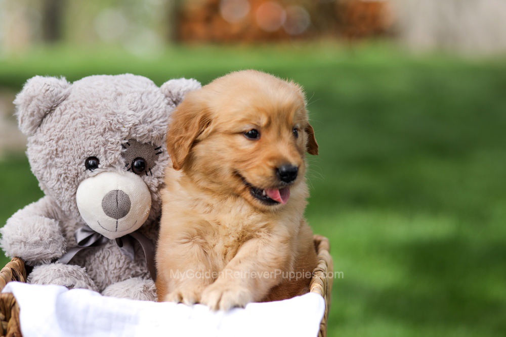 Ian Image of Ian, a Golden Retriever puppy