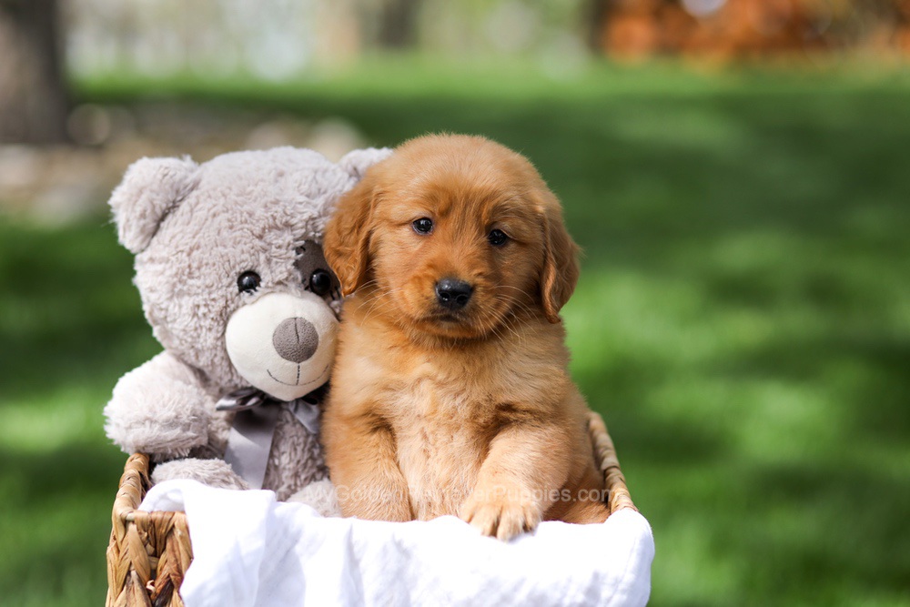 Ilmar Image of Ilmar, a Golden Retriever puppy