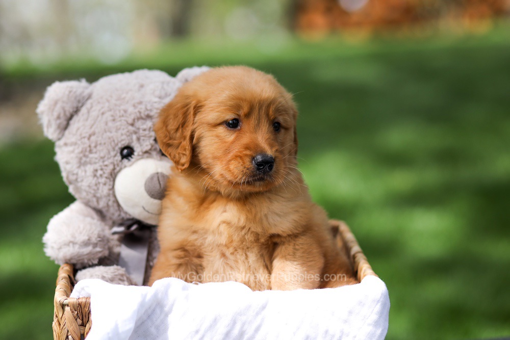 Ilmar Image of Ilmar, a Golden Retriever puppy